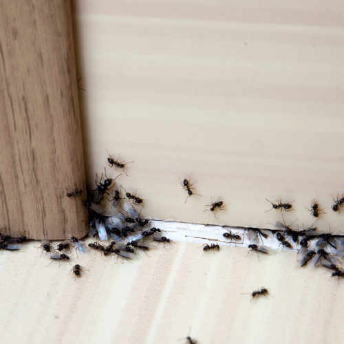 10 façons saines de se débarrasser des fourmis dans votre maison